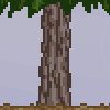 Bark - pineytree example.png